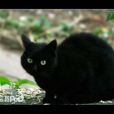 風水 家裡來黑貓